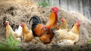 Das Huhn Transmutation in der belebten Natur